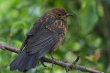 Blackbird Fledgling