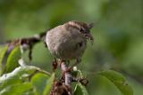 Female House Sparrow with Food