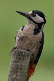 Male woodpecker
