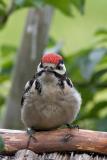 Great spotted woodpecker fledgling