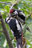 Great spotted woodpecker fledgling