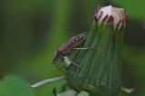 Bug on Dandelion