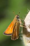 Essex Skipper