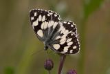Marbled White on thistle