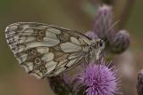 Marbled White