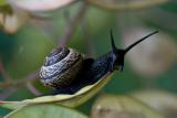 I guess this is a Copse snail (Arianta arbustorum).