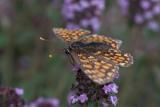 Butterfly on origanum vulgare