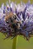 Camouflaged and very wet Bee