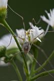 Harvestman looking at me