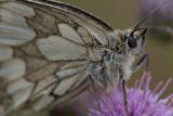 Marbled White Detail