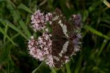 White Admiral