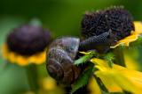 Eating Flowers (Copse snail or Arianta arbustorum)
