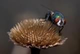 Gallery: Flies and relatives