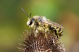 Dasypoda hirtipes (a male)