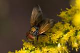 One of my favourites (Phasia aurigera)