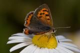 Small copper