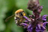 Bumblebee (Bombus pascuorum)