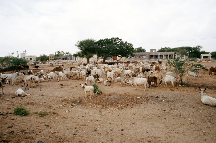 w05_Nalia17240021_Cows.jpg