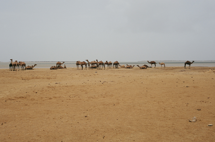 w05_NaSa17100018_Camels+Beach.j