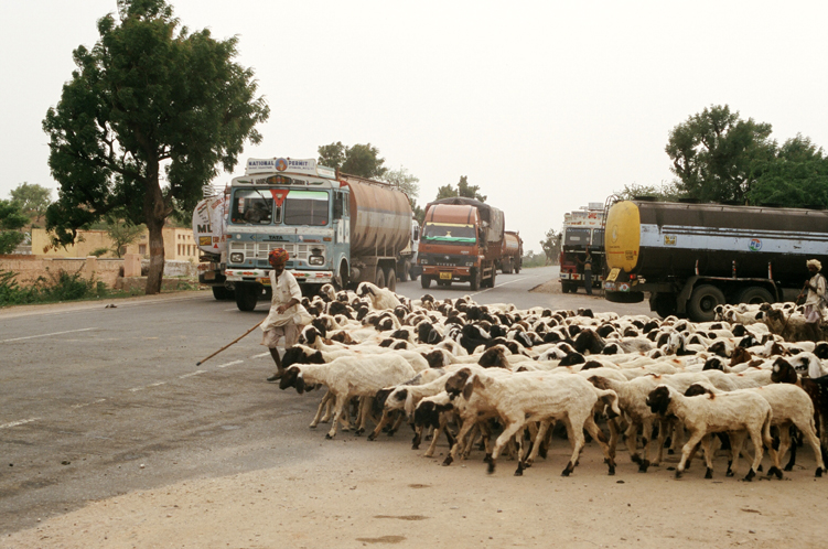 Bhin17330013_Sheep+Traffic.