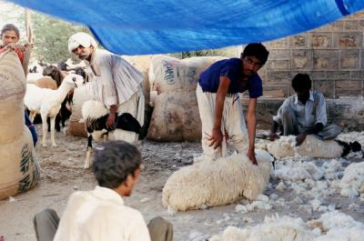 w05_VA17170016_Jats-Men+sheep.j