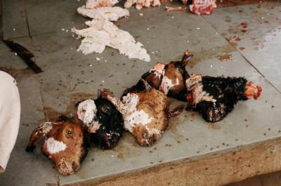 Bhuj17410009_Sheepheads.jpg
