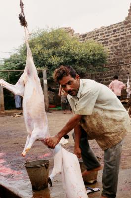 Bhuj17410013_Butcher.jpg