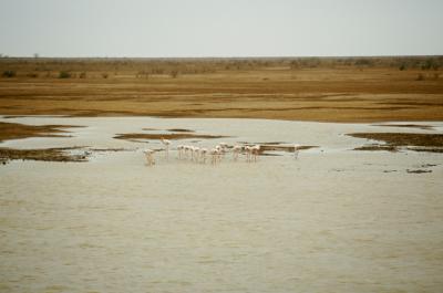 w05_Bh17390003_Flamingos.jpg