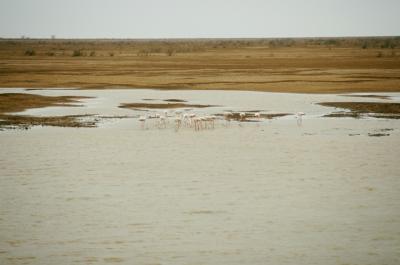 w05_Bh17390004_Flamingos.jpg