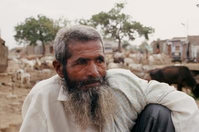 Bhuj17110027_Man+Cows.jpg