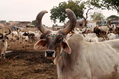 Bhuj17110031_Cow+Cows.jpg