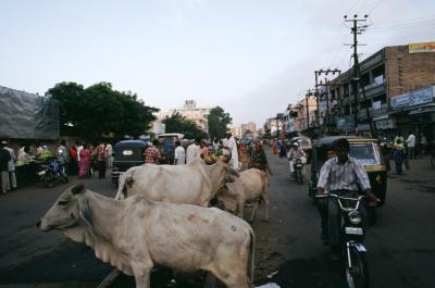 Bhuj17280018_CowsInStreet.j
