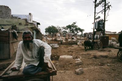 Bhuj17280025_Man+Cows.jpg