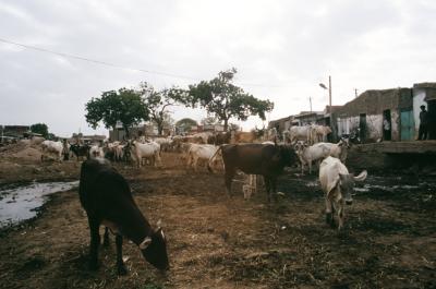 Bhuj17280026_Cows.jpg