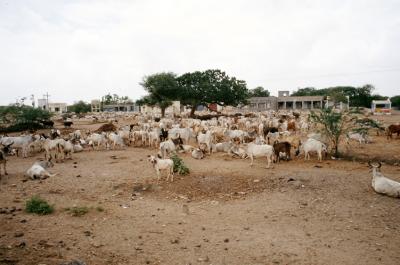 w05_Nalia17240021_Cows.jpg