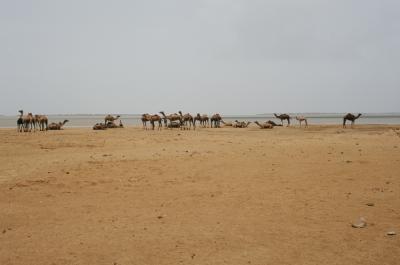 w05_NaSa17100018_Camels+Beach.j