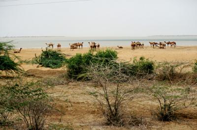 w05_NaSa17240027_Camels+Beach.j
