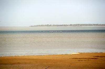 w05_NaSa17240028_Pelicans.jpg