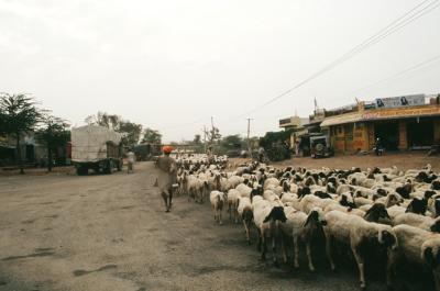 Bhin17330012_Sheep.jpg