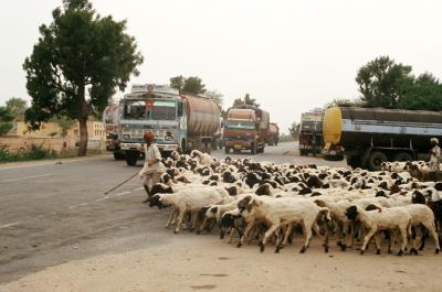 Bhin17330013_Sheep+Traffic.