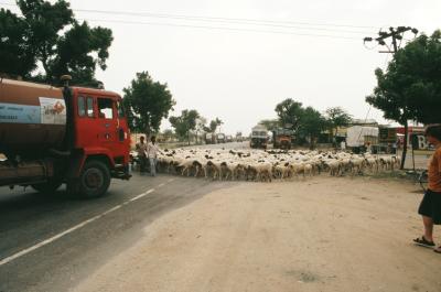 Bhin17330014_Sheep+Truck.jp
