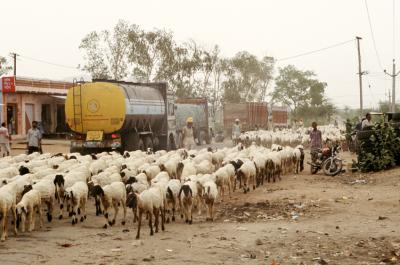 Bhin17330015_Sheep.jpg