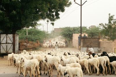 Bhin17330016_Sheep.jpg