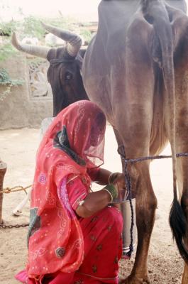Gurha17270022_GettingMilk.j