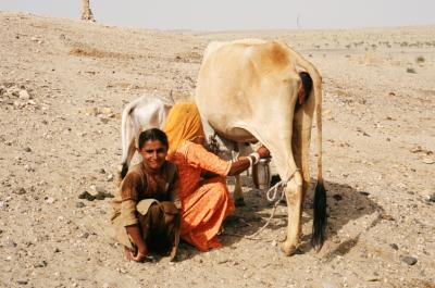 Barna17290016_GettingMilk.j
