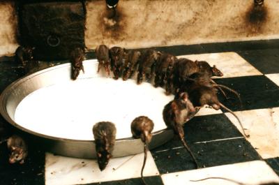 v3/82/454782/3/49996586.w05_Desh17310001_RatTemple.jpg