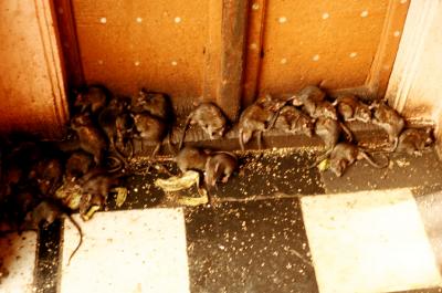 Desh17310002_RatTemple.jpg