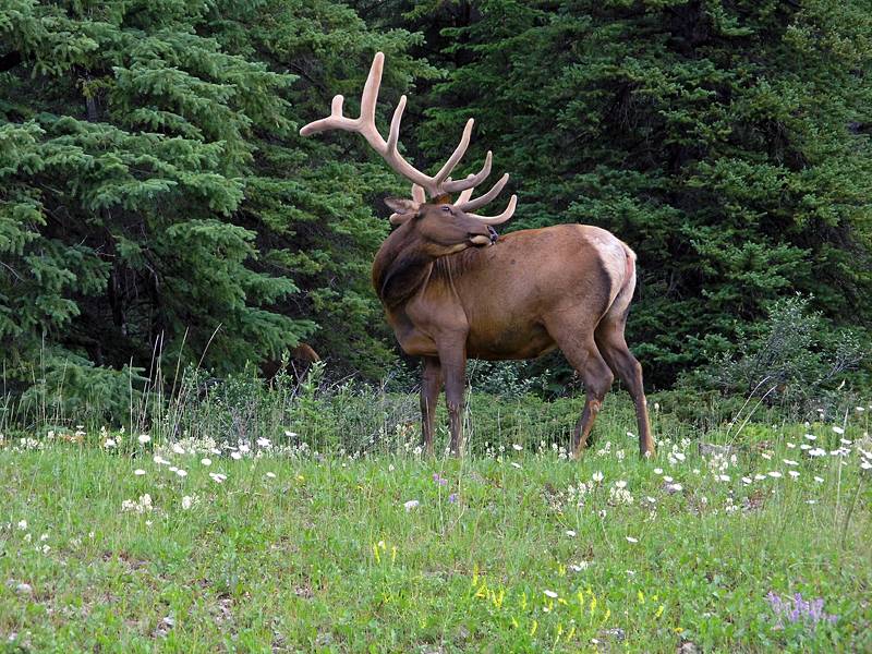 Bull Elk