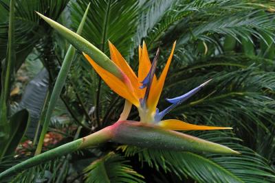 Bird of Paradise II