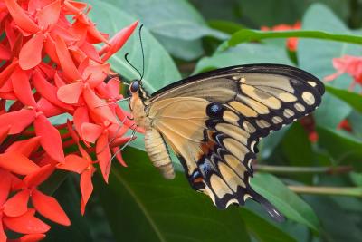 King/Thoas Swallowtail (Papilio thoas) Butterflies